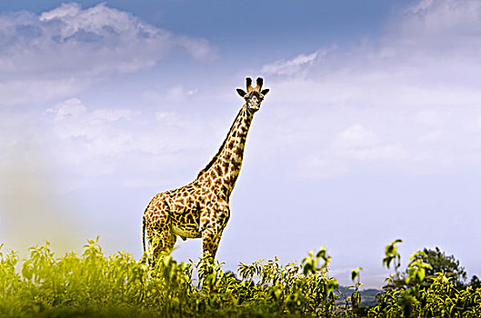 非洲,坦桑尼亚,东非,山,梅鲁,阿鲁沙,国家公园,长颈鹿