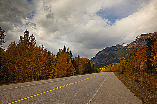 公路,通过,树林,冰原大道,碧玉国家公园,艾伯塔省,加拿大