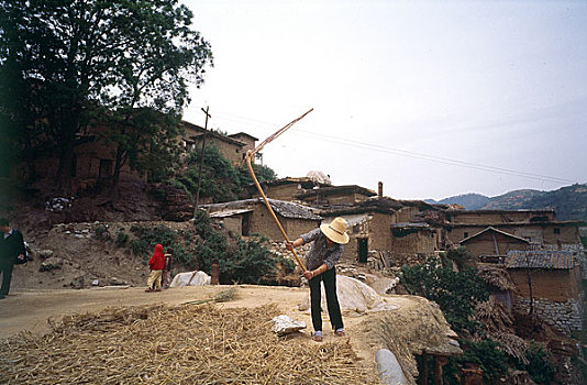 云南省红河州泸西县农民在打麦子和豆子
