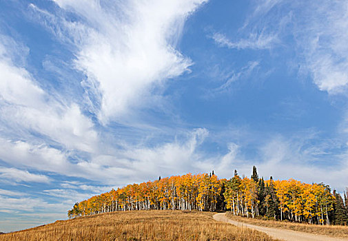 美国,犹他,国家森林,风景,秋天,白杨,画廊