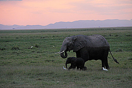 肯尼亚非洲象-夕阳下的母子