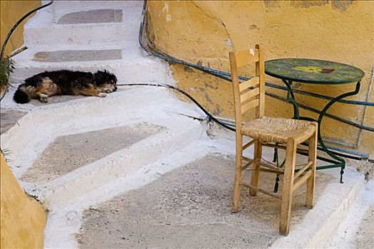 狗,睡觉,楼梯,希腊,欧洲