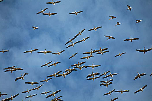 肯尼亚,纳库鲁湖国家公园,白鹈鹕,翱翔,大幅,尺寸