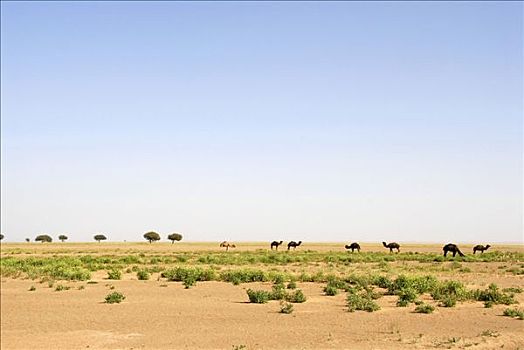 骆驼,沙漠,靠近,摩洛哥