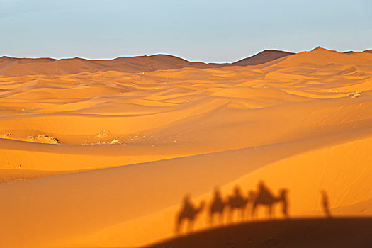 影子,沙丘,单峰骆驼,骆驼,沙子,艾尔芙,摩洛哥,北非,非洲