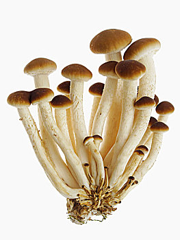 天鹅绒,蘑菇