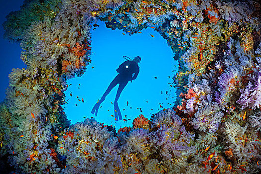 潜水,突破,悬垂,繁茂,软珊瑚,软珊瑚目,蓝色,悬挂,印度洋,马尔代夫,亚洲