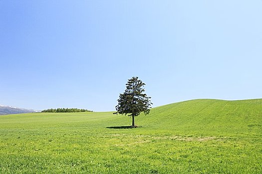 树,草地