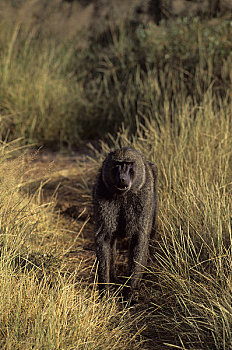 肯尼亚,东非狒狒