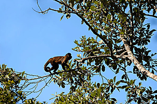 巴西,米纳斯吉拉斯州,大西洋雨林,过渡,树林,大草原,黑帽悬猴,猴子,棕色卷尾猴