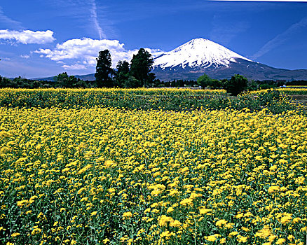 山,富士山,油菜花