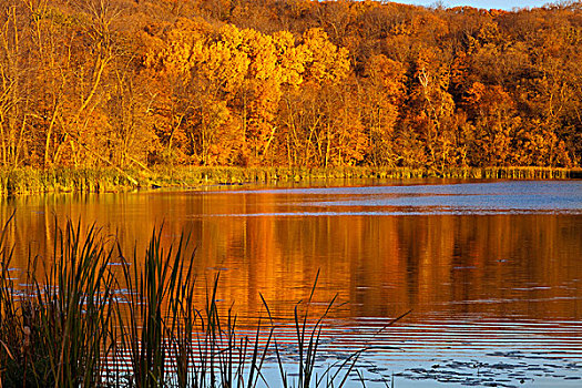 秋色,州立公园,靠近,鹈鹕,急流,明尼苏达,美国