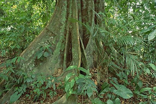 板状根,低地,热带雨林,室内,马来西亚