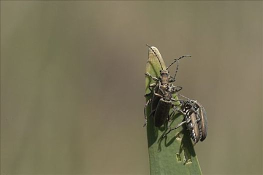 甲虫,茎