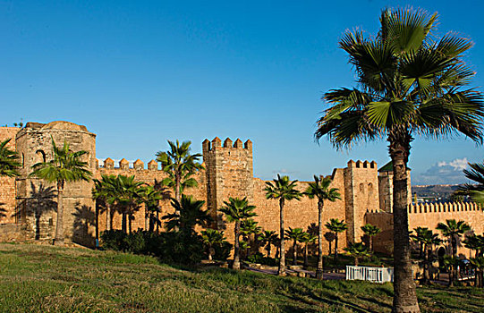拉巴特,摩洛哥,漂亮,日落,墙壁,棕榈树