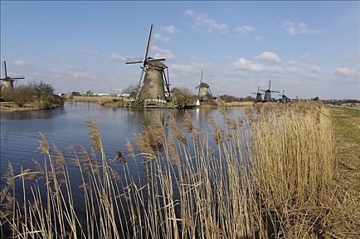 金德代克,靠近,鹿特丹,荷兰南部,南荷兰,荷兰,风车,圩田
