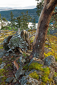 杨梅属,树,山,盐春岛,不列颠哥伦比亚省,加拿大