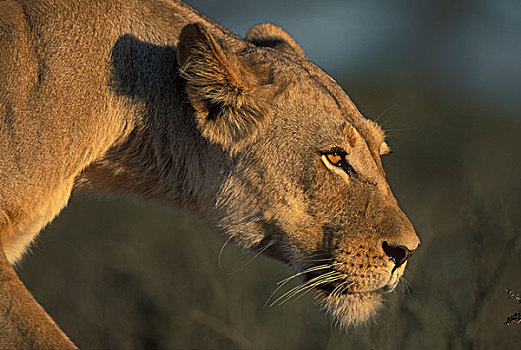 南非,卡拉哈迪大羚羊国家公园,母狮,狮子,走,日出,靠近,干燥,河