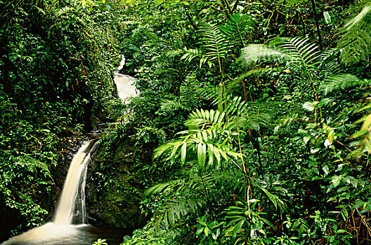 雨林,瀑布,哥斯达黎加