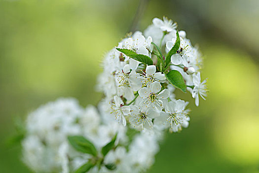 特写,照片,白色,樱花,春天