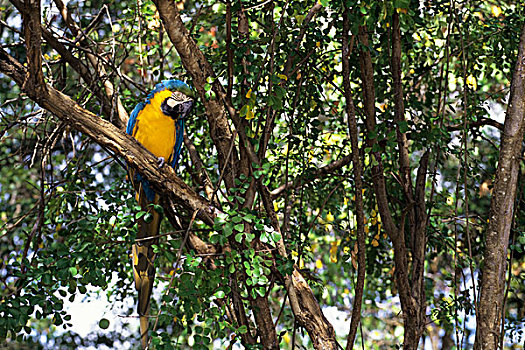 多巴哥岛,蓝黄金刚鹦鹉
