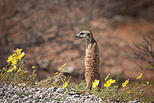 猫鼬,细尾獴属,卡拉哈迪大羚羊国家公园,北开普,南非,非洲