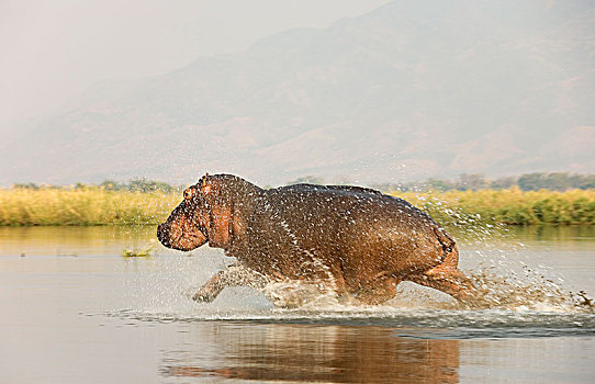 河马,雄性动物,跑,浅,地点,赞比西河,赞比西河下游国家公园,赞比亚,非洲