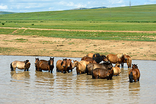 牧群,马,降温,水塘,省,蒙古,亚洲