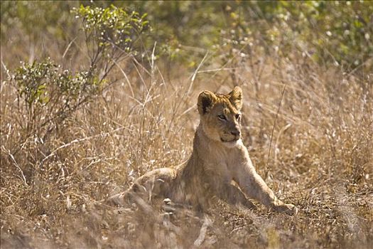 狮子,克鲁格国家公园,南非,非洲