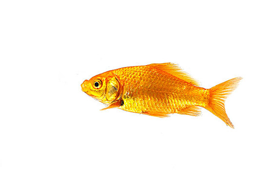金鱼,成年,白色背景