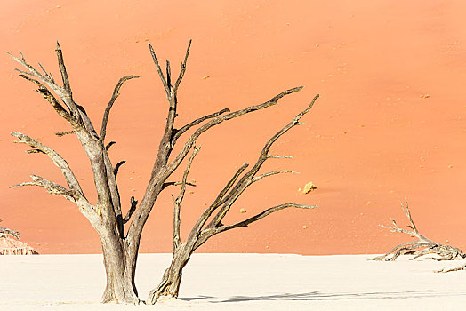枯木,死亡谷,索苏维来地区,纳米比亚,非洲