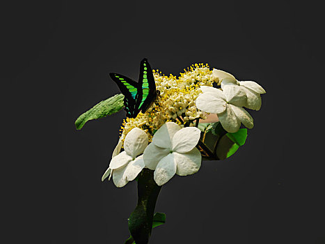 蝴蝶与花－纯色背景