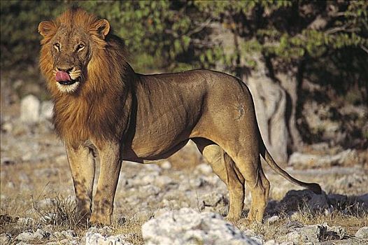 雄性,狮子,舔,嘴,猫科动物,哺乳动物,埃托沙国家公园,纳米比亚,非洲,动物