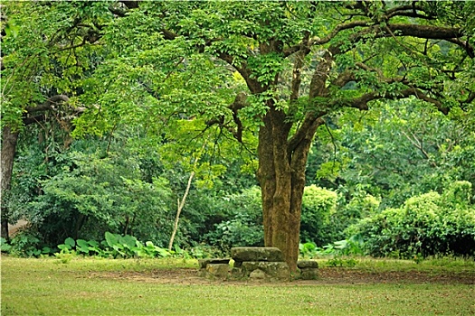 休息,地点,巨树