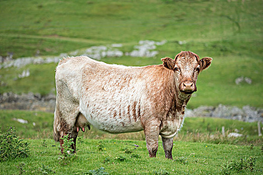 母牛,站立,草地,岛,伊斯雷岛,内赫布里底群岛,苏格兰,英国,欧洲