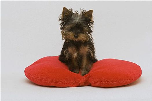 约克郡犬,小狗,14星期大,老,坐,红色,心形,枕头