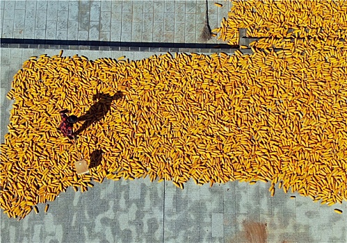 山东省日照市,玉米花生喜获丰收,农民趁晴好天气晒秋忙