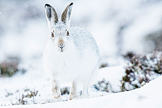 雪兔,坐,雪中,冬季外套,国家公园,苏格兰高地,苏格兰,英国,欧洲