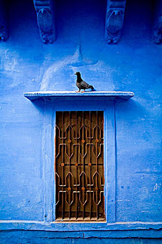 鸽子,坐,窗台,印度