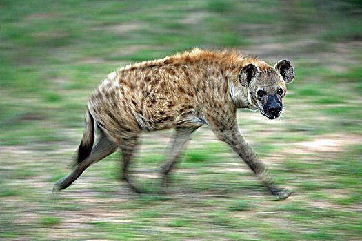 斑点,鬣狗,成年,动感效果,克鲁格国家公园,南非,非洲