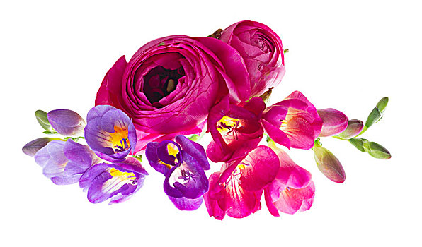 清新,花,毛茛属植物,粉色,紫罗兰,隔绝,白色背景,背景