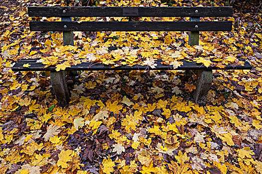 秋叶,长椅,地面,巴伐利亚,德国,欧洲