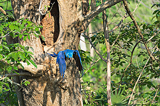 紫蓝金刚鹦鹉,飞,室外,树,鸟窝,潘塔纳尔,巴西,南美