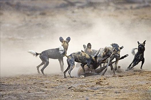 非洲,非洲野犬属,猎捕,吃,捻角羚,乔贝国家公园,博茨瓦纳