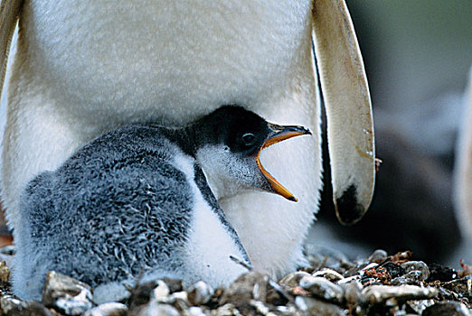 福克兰群岛,巴布亚企鹅,幼禽,靠近,父母