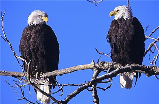 阿拉斯加,白头鹰,保存,两个,栖息,枝条