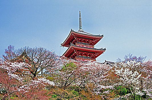 日本,京都,樱花