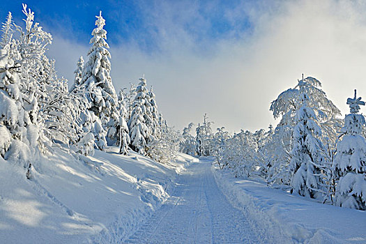 雪,小路,冬天,树林,巴伐利亚森林国家公园,巴伐利亚,德国