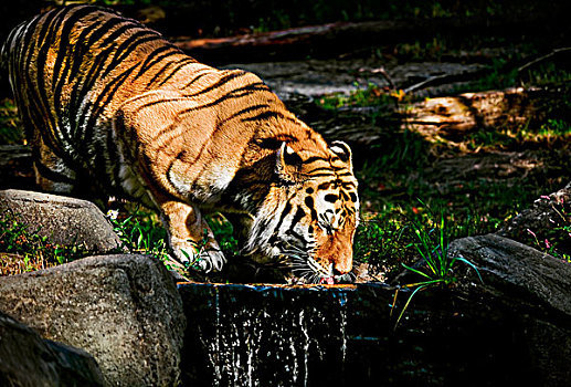 虎,饮用水