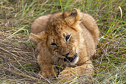 非洲狮,狮子,幼兽,玩,块,木头,马赛马拉,公园,肯尼亚